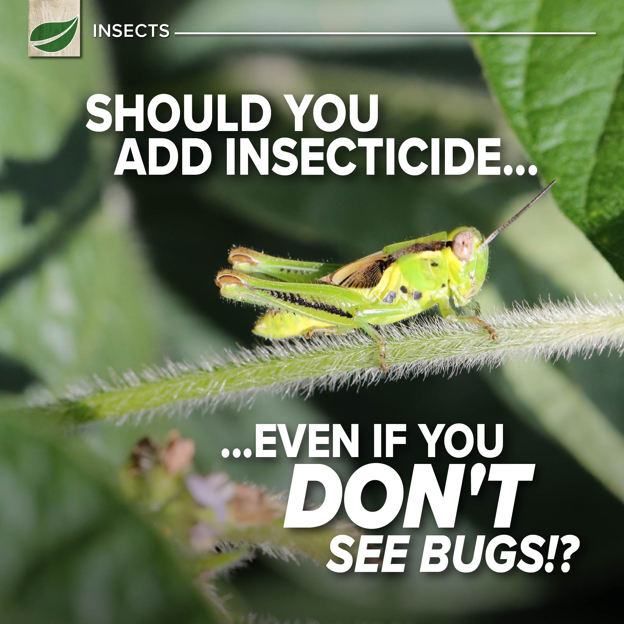 Should You Add Insecticide... Even If You Don't See Bugs?