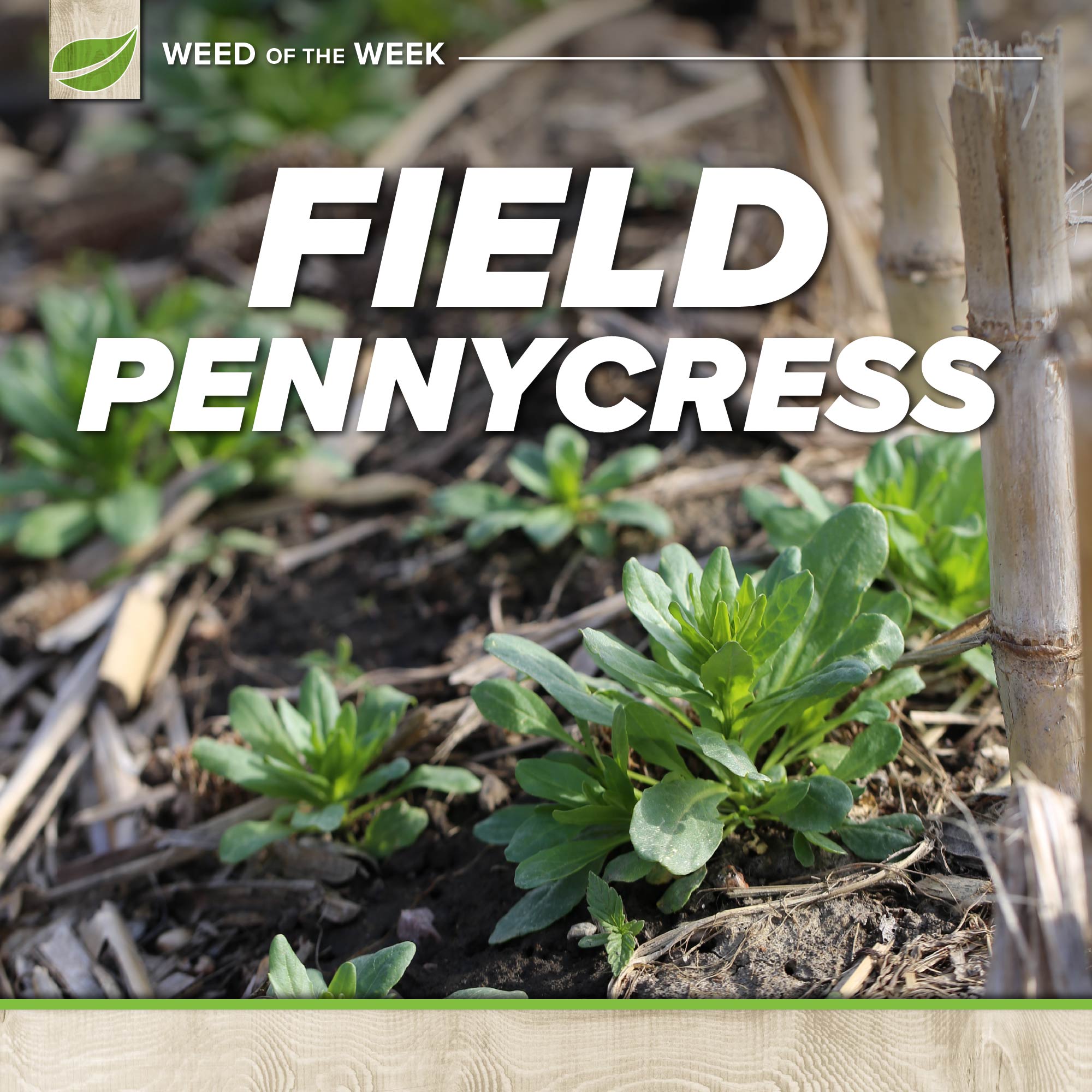 Field Pennycress