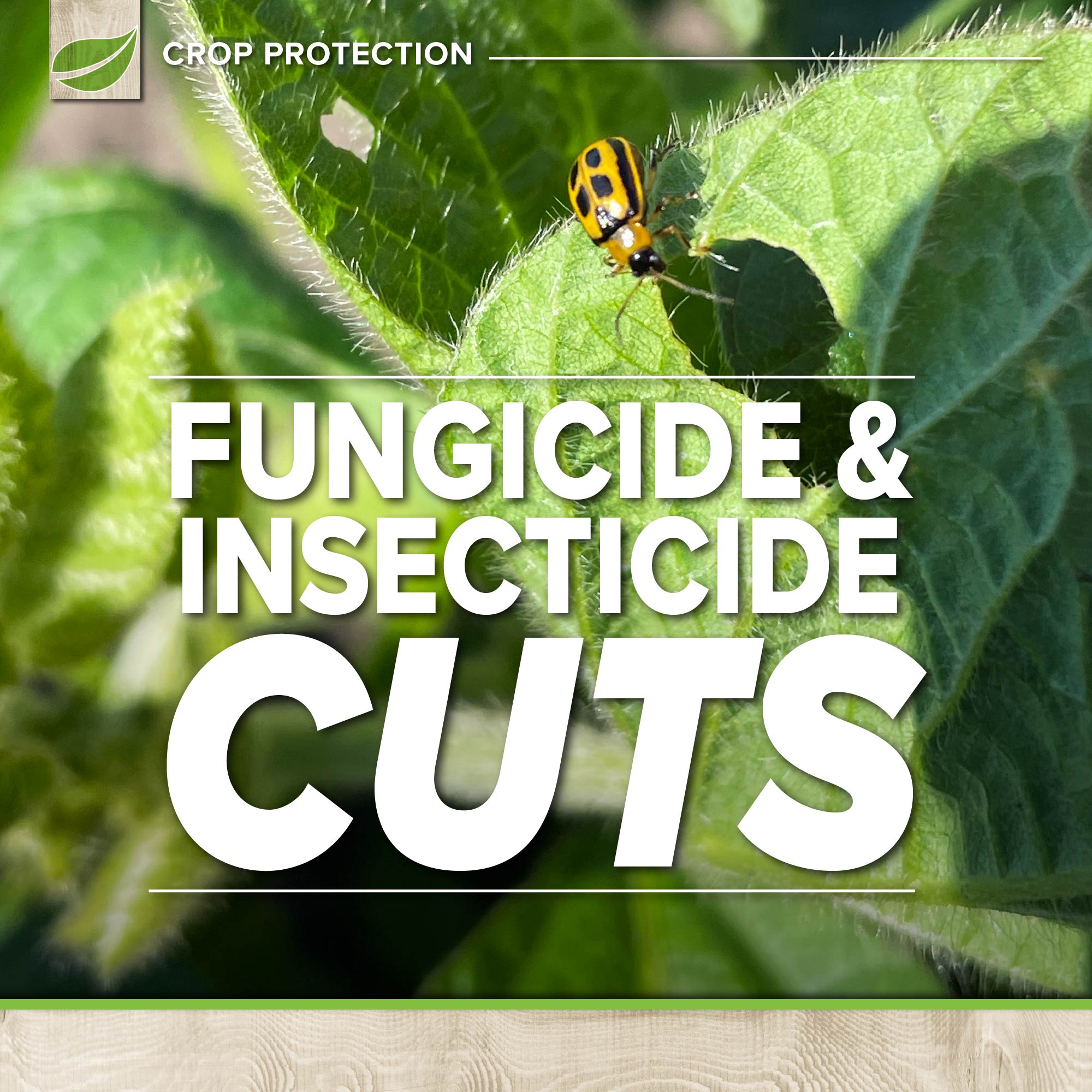 Fungicide & Insecticide Cuts