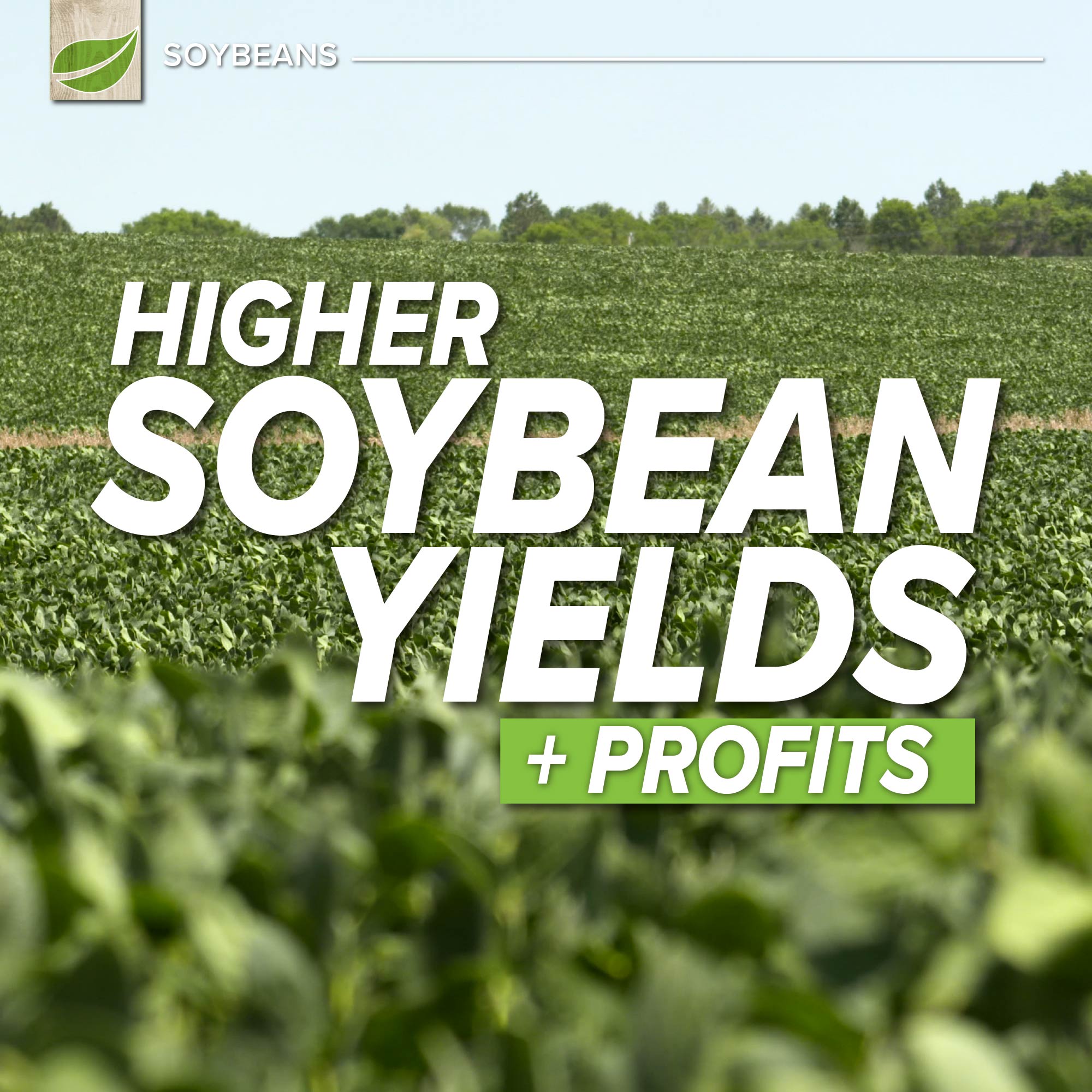 Higher Soybean Yields + Profits