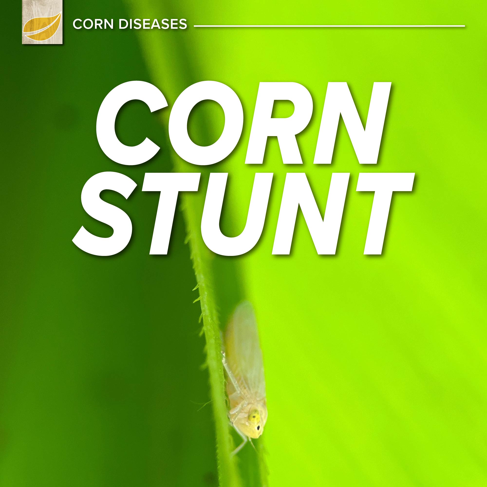 Corn Stunt