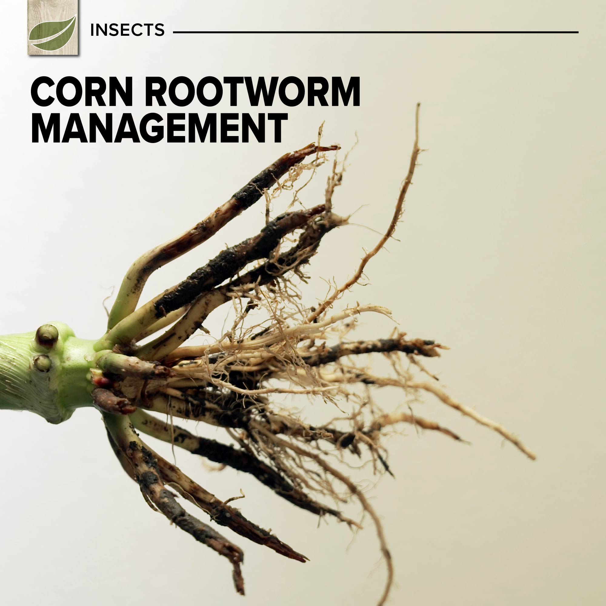 Corn Rootworm Management