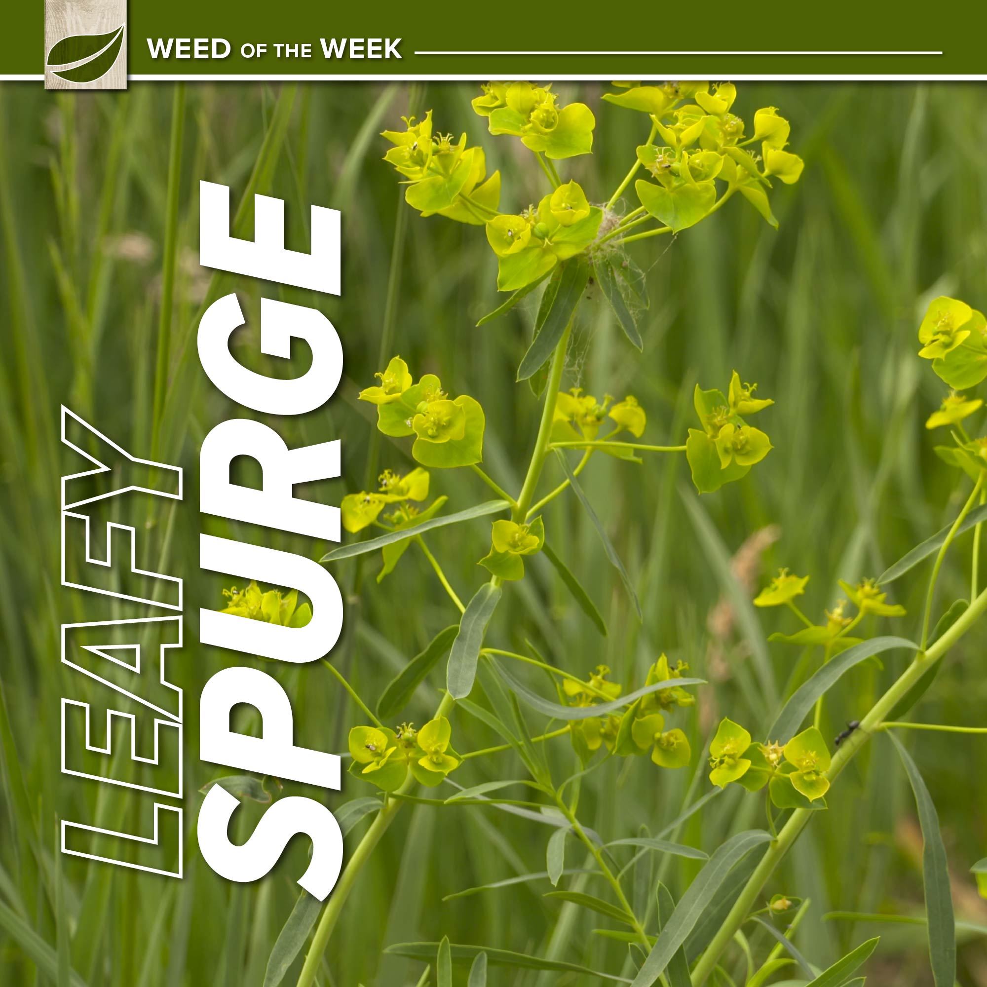 Leafy Spurge