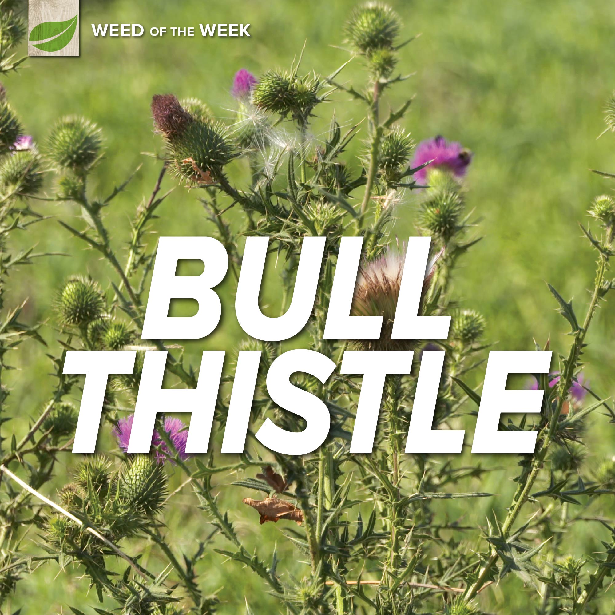 Bull Thistle