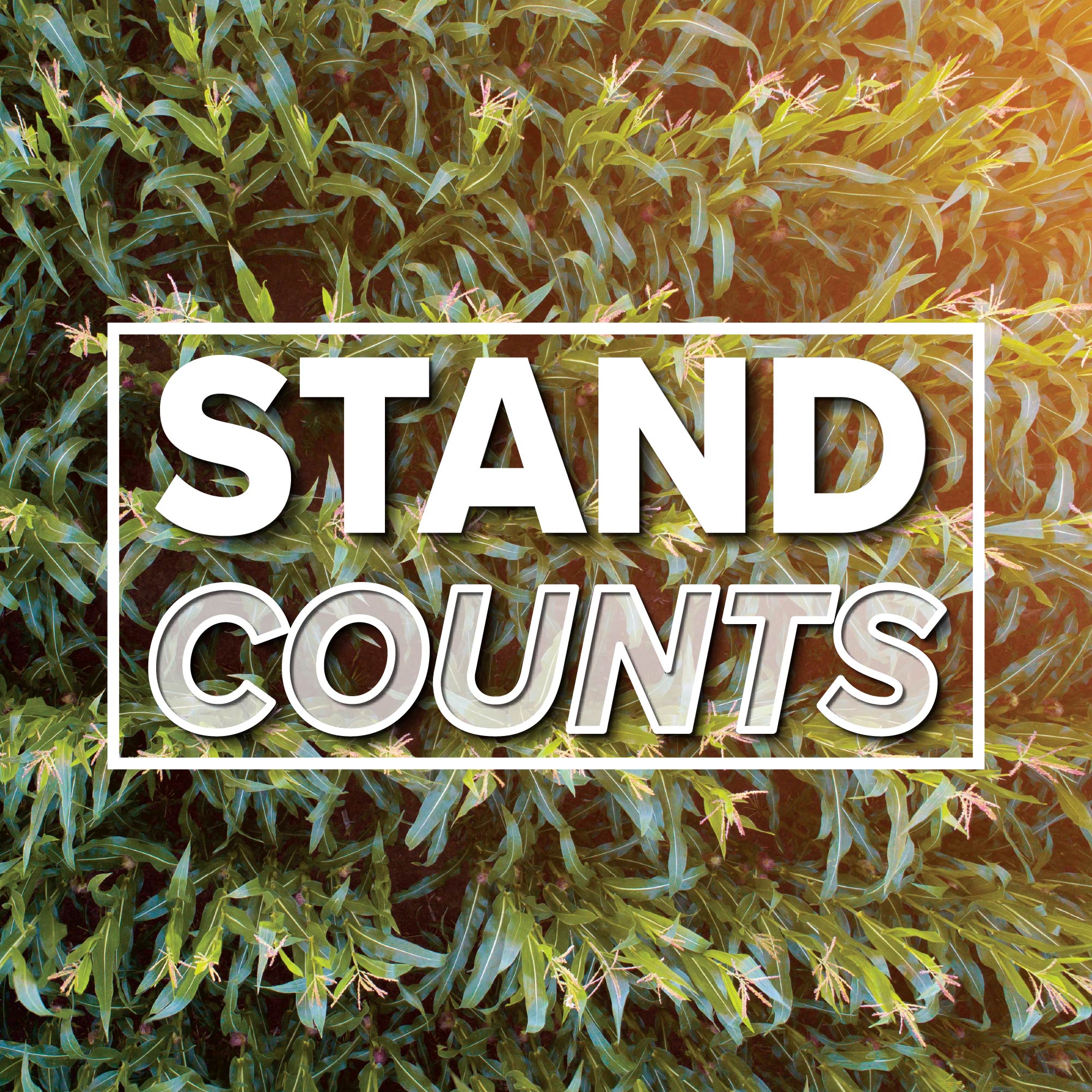 Stand Counts